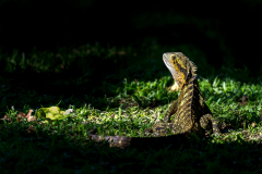 Australia-433