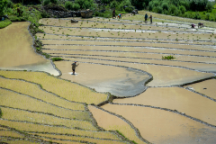 Farmarbeit im Reisfeld in Bhutan