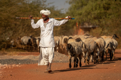 Rabari shepherd