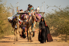 Caravan of Rabari women