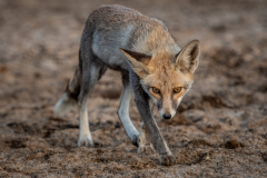 Dessert Fox