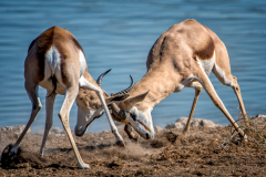 Fighting-Springbok-3