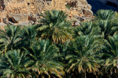 Oman-2014-877