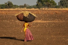 Farm work in Gujarat