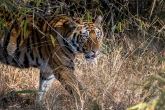 Tiger in Bhandavgarh National Park