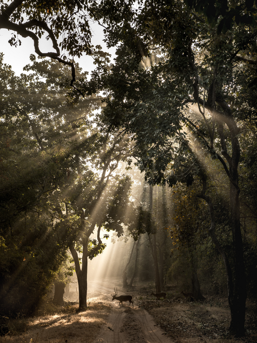 1_INDIEN-Khana-Nationalpark-2018-©-Thorge-Berger-Reisefotoghrafie