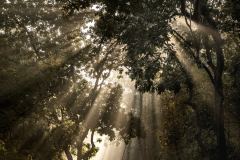 1_INDIEN-Khana-Nationalpark-2018-©-Thorge-Berger-Reisefotoghrafie