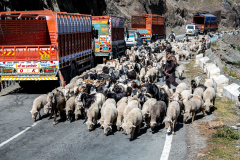 Schafherde im Himalaya