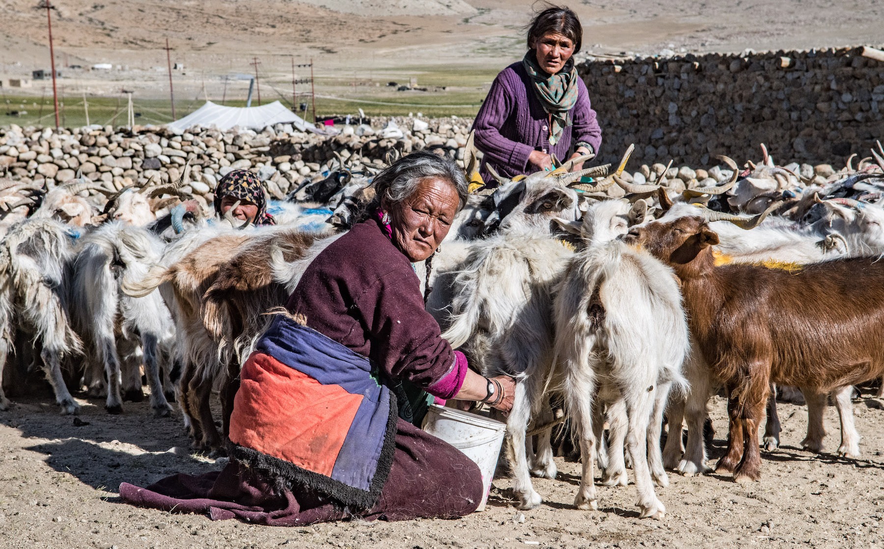 Pashmina-Goat-Herders