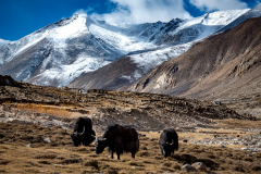 Yaks vor schneebedeckten Bergen