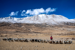 Nomade mit Ziegenherde im Himalaya