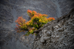 Dramatische Herbstfarben eines Baums vor karger Bergkulisse