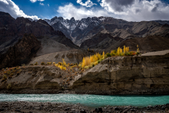 Leuchtende Pappeln über dem Indus