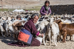 Pashmina-Goat-Herders