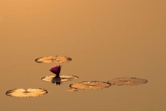 Seerose, Kambodscha