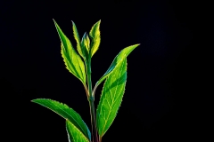 Pflanze im Licht, Deutschland