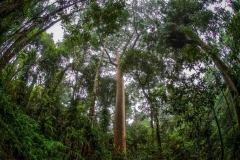 Regenwald, Australien