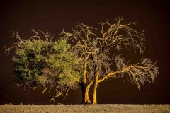 Baum im Namib Naukluft Nationalpark, Namibia
