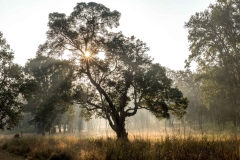 Baum bei Sonnenaufgang im Kanha National Park, Indien