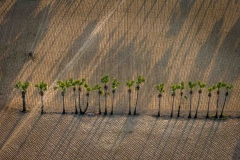 Baumreihe von oben bei Sonnenaufgang in Bagan, Myanmar