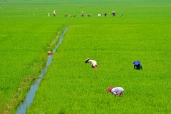 Reisfeld in den Backwaters von Kerala, Indien