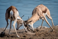 Fighting-Springbok-3