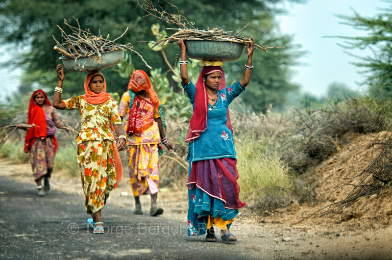 Women collecting fire wood in Rajasthan