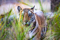 Auge in Auge mit einem Tiger