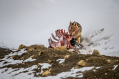 Tibetischer Wolf im Himalaya, Himachal Pradesh