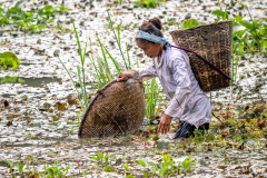 Frau bei der Ernte im Fluss - Assam