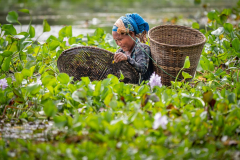 Frau erntet im Fluss, Assam