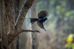 Racket Tail Drongo, Madhya Pradesh