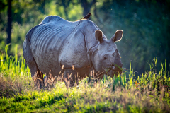 Panzernashorn im Kaziranga Nationalpark, Assam
