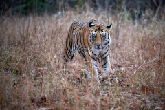 Tiger im Panna Nationalpark