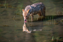 Schakal im Bandhavgarh Nationalpark
