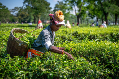 Teepflückerin in Assam