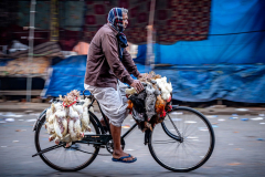 Radfahrer mit Hühnern, Kolkata