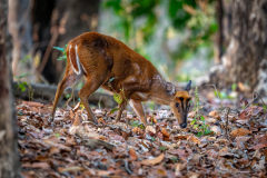 Barking Deer, Madhya Pradesh
