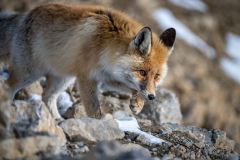 Rotfuchs im Himalaya, Himachal Pradesh