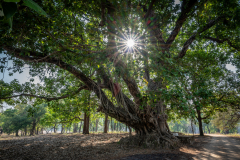 Banyan Tree, Madhya Pradesh