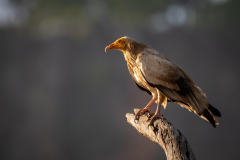 Egyptian Scavenger, Madhya Pradesh