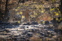 Tiger, Madhya Pradesh