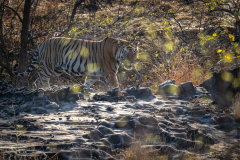 Tiger, Madhya Pradesh