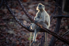 Langur Monkey, Madhya Pradesh