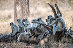 Langur Monkeys, Madhya Pradesh