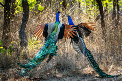 Fighting Peacocks, Madhya Pradesh