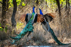 Peacock, Madhya Pradesh