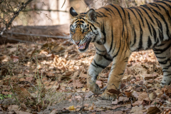 Tiger, Madhya Pradesh