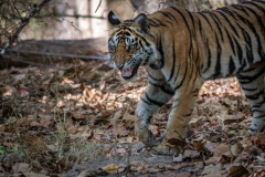 Tiger, Madhya Pradesh