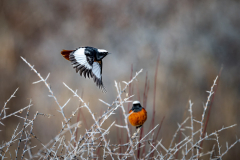 Vögel selbst bei bitterer Kälte
